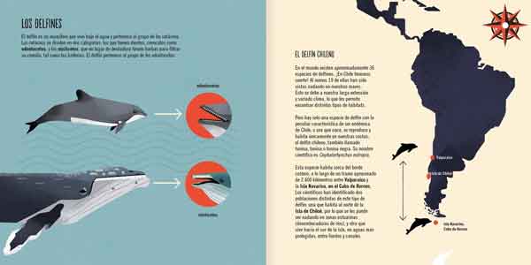 El Delfín Chileno - Imagen 4