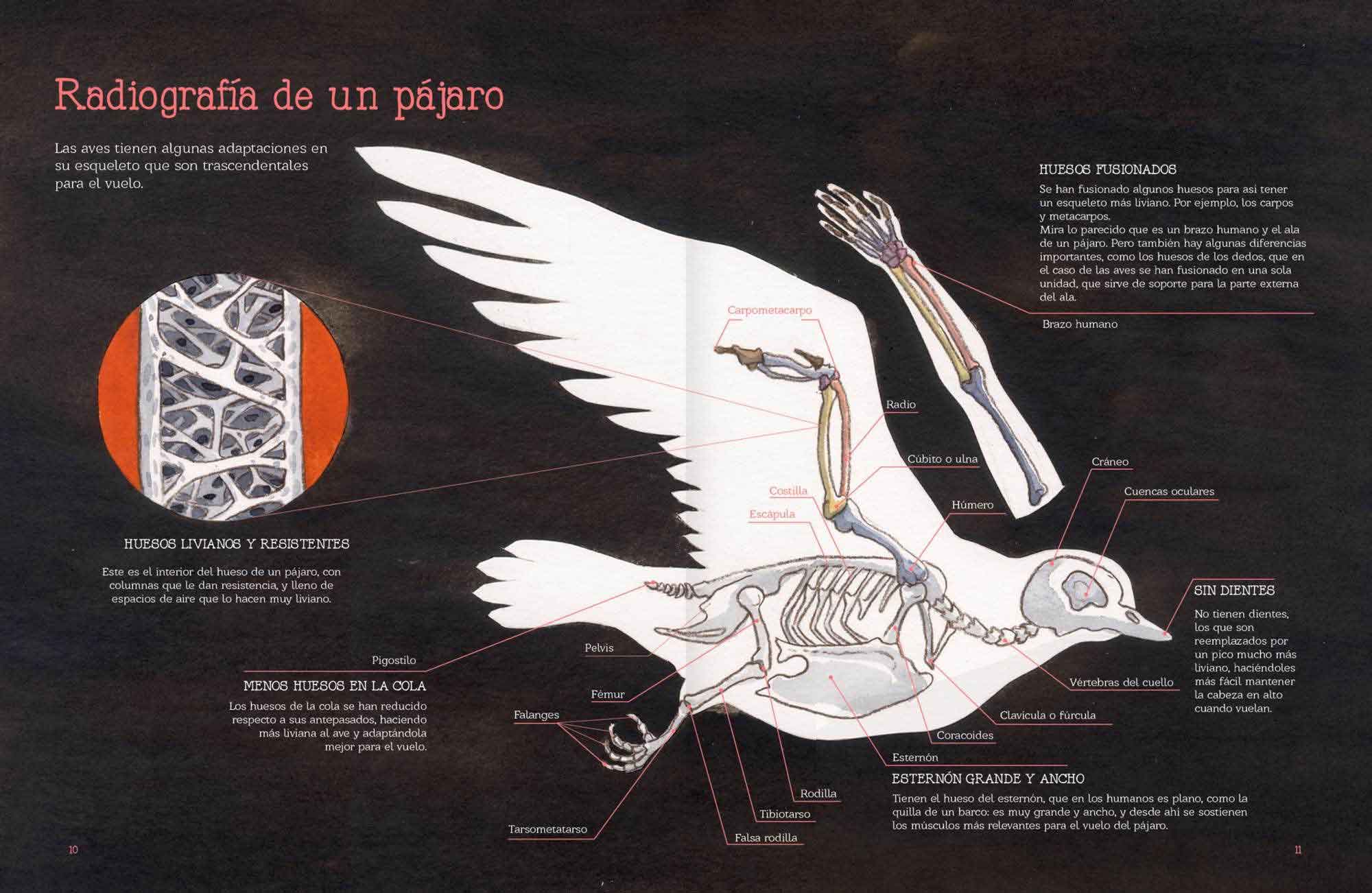 Vuelo De Pájaros Americanos - Imagen 5