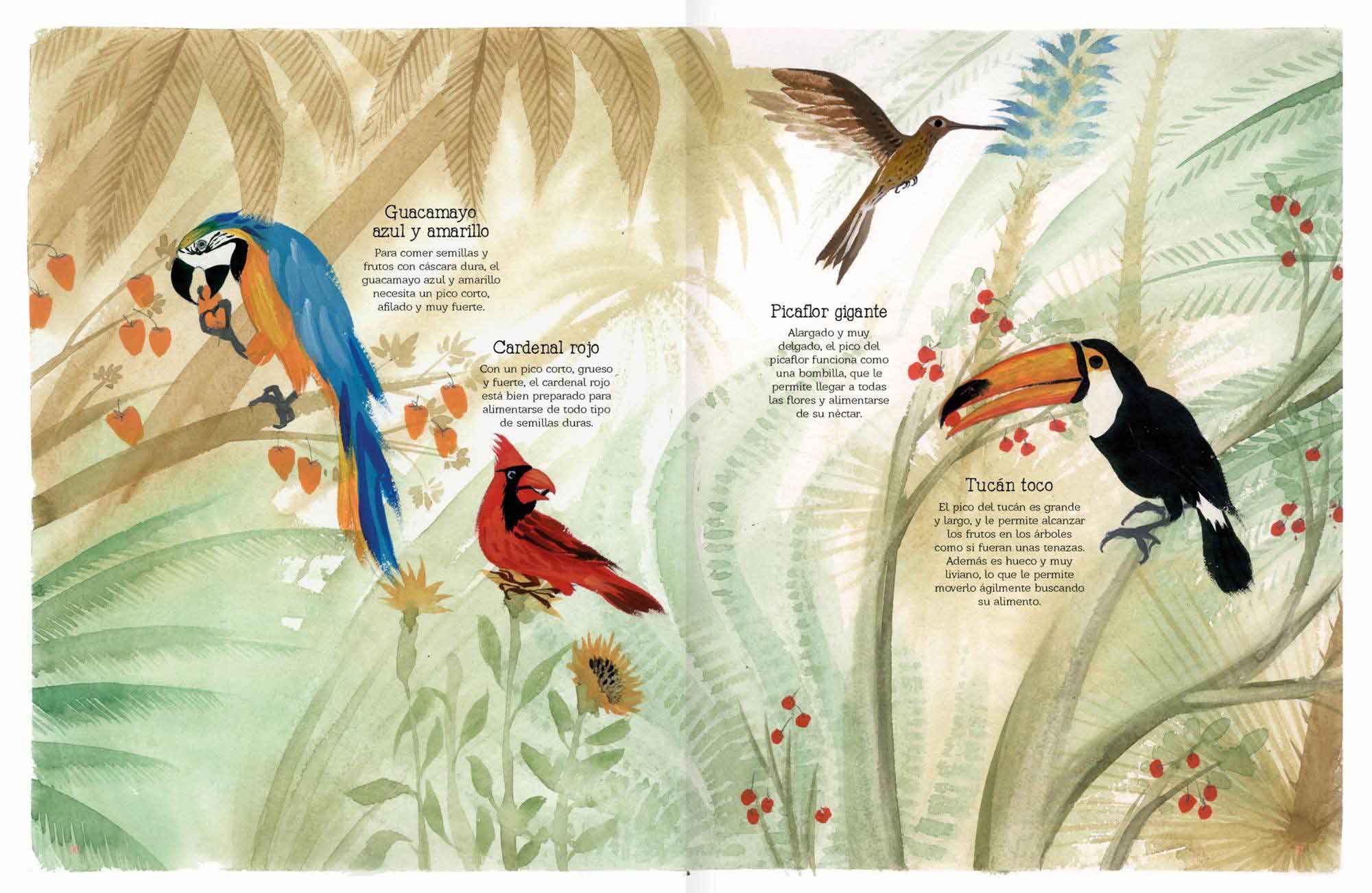 Vuelo De Pájaros Americanos - Imagen 3