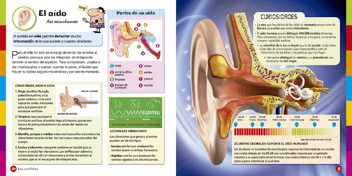 Curiosidades Del Cuerpo Humano - Imagen 3